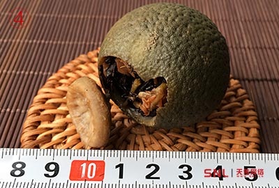 小青柑沖泡前后對比，原來正宗新會小青柑是這樣的！