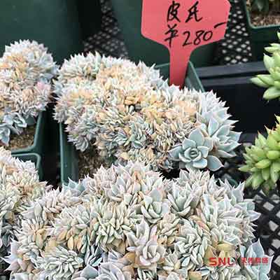 多肉植物網購