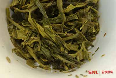 生普是不是綠茶