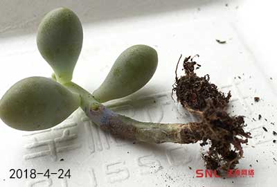 艾倫多肉掉葉怎么辦？搶救全過程