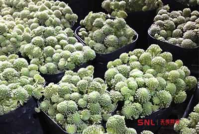 新買的瑞典摩南多肉怎么爆盆還不如群生？