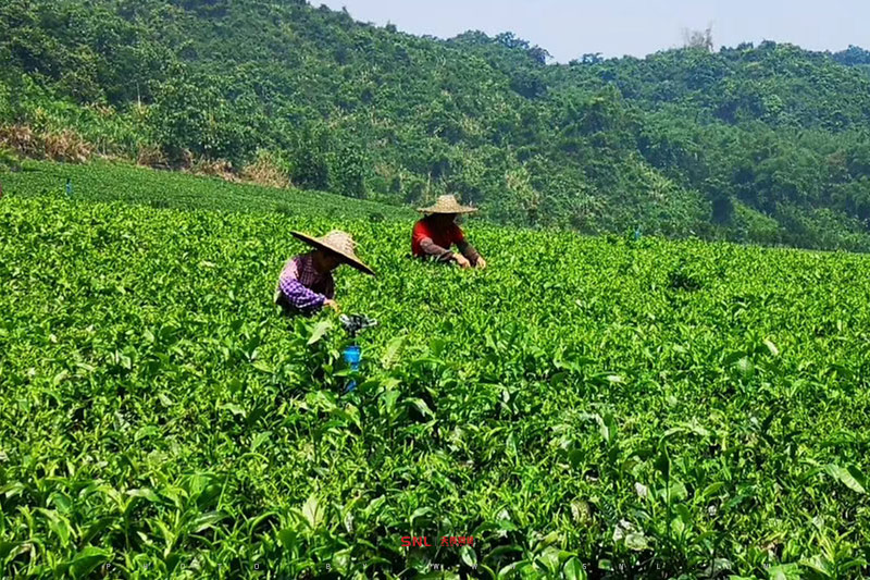 英紅九號哪個等級最貴