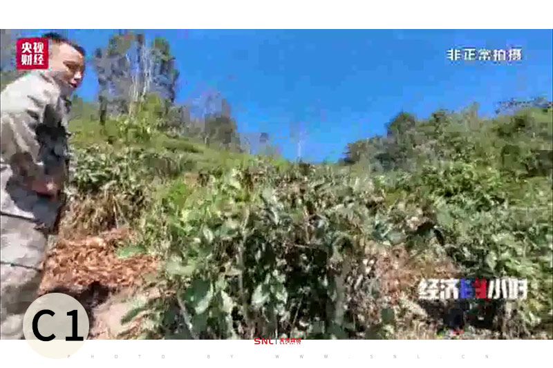 國有林 古樹茶