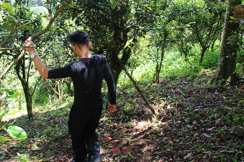 大理本地人買茶葉