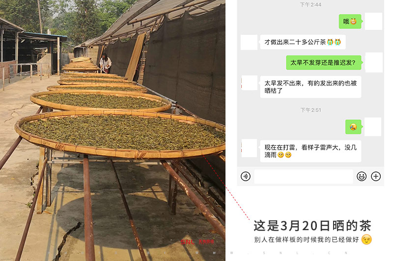 2020古樹春茶嚴(yán)重減產(chǎn)？曝光南糯山實(shí)況及價(jià)格