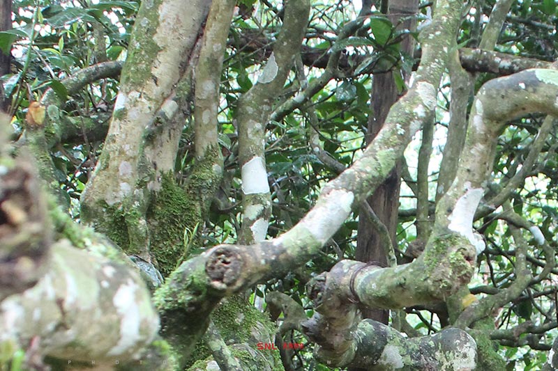 去南糯山看普洱生茶的功效與作用