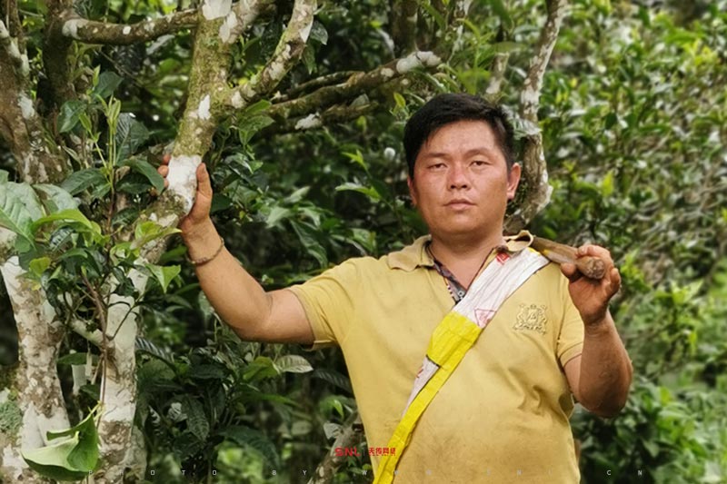 普洱茶要不要煮著喝？怎會(huì)是這樣...