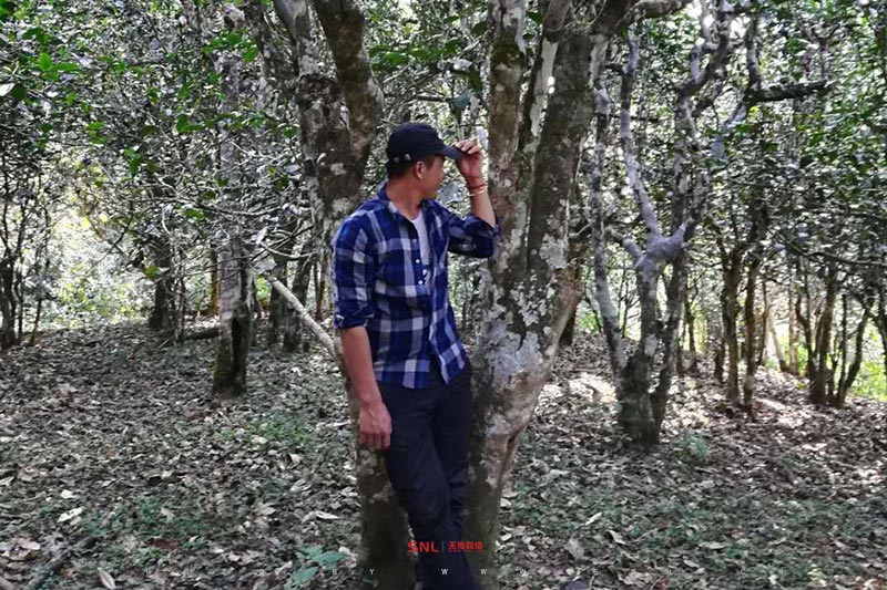 普洱茶生茶熟茶區(qū)別最大區(qū)別原來(lái)是...