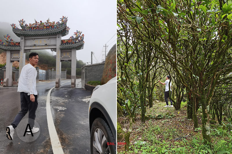 網上銷量大的普洱茶葉為什么不好喝？從電商運營的角度分析