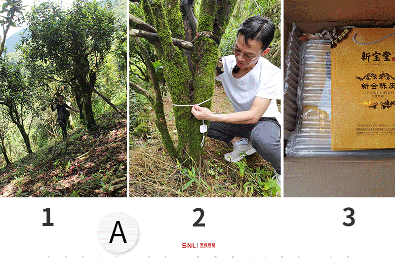 普洱茶網(wǎng)上和實(shí)體