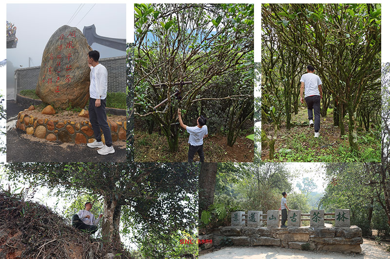 烏崠單叢茶多少錢(qián) 正宗烏崠單叢