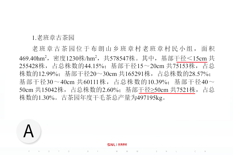 2025年老班章價(jià)格