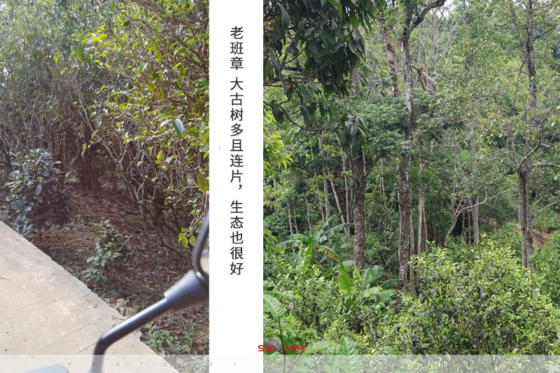 真實(shí)老班章