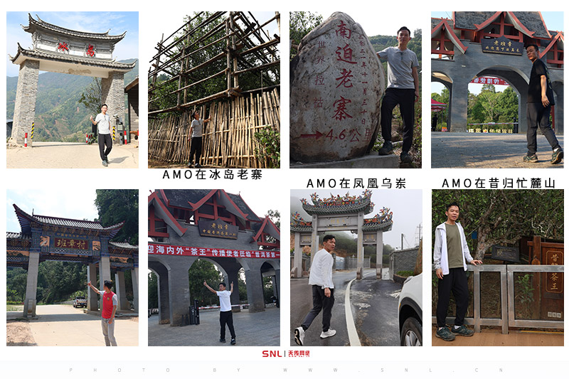 古樹茶怎么辨別