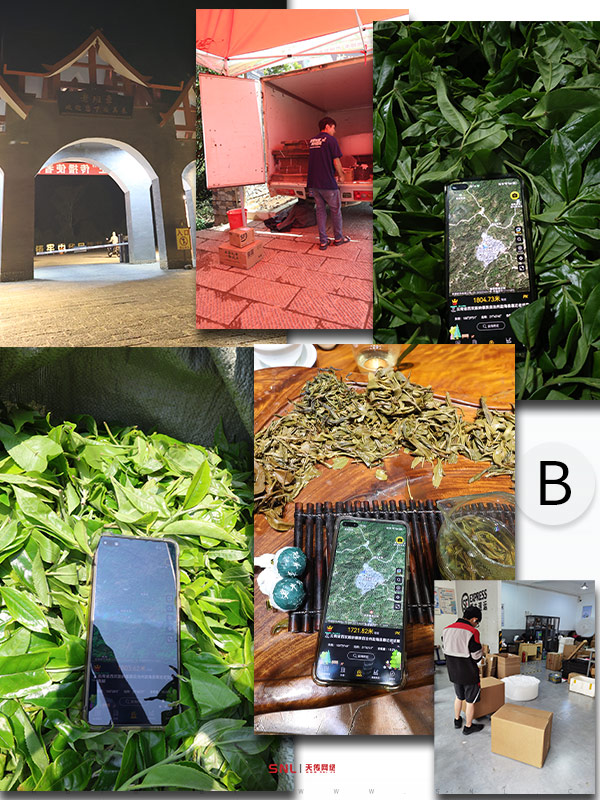 2025年古樹茶價格